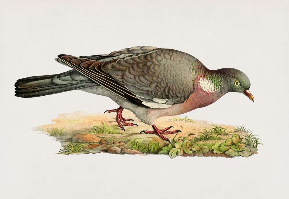 Common wood pigeon ♂ (Columba palumbus) illustrated by the von Wright brothers. Digitally enhanced from our own 1929 folio…