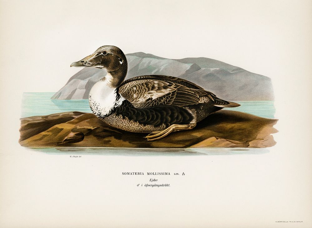 Eider (Somateria mollissima) illustrated by the von Wright brothers. Digitally enhanced from our own 1929 folio version of…