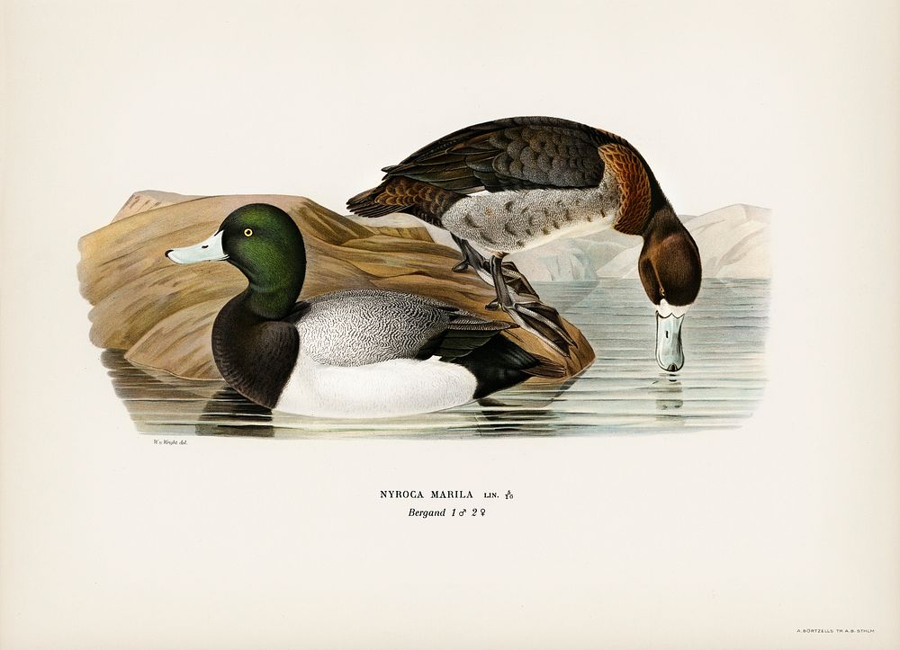 Greater Scaup, Scaup (Nyroca marila) illustrated by the von Wright brothers. Digitally enhanced from our own 1929 folio…