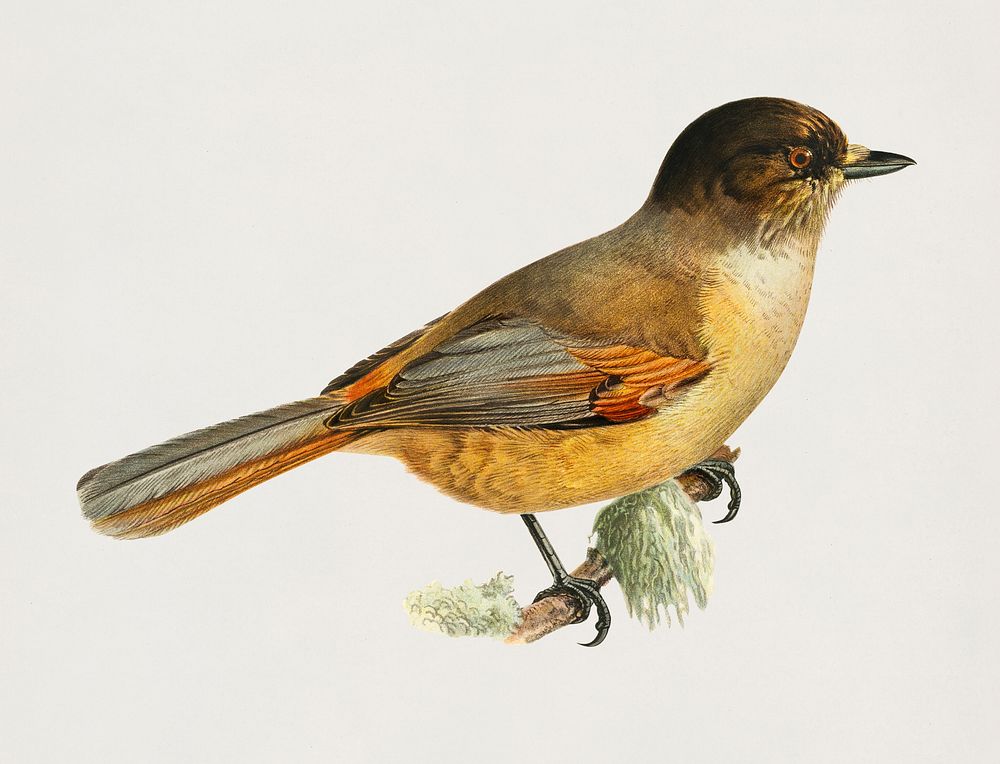 Siberian Jay (Perisoreus infaustus) illustrated by the von Wright brothers. Digitally enhanced from our own 1929 folio…