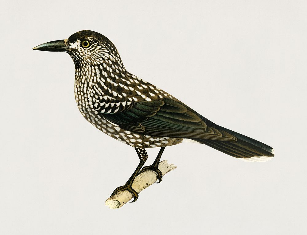 Spotted Nutcracker (Nucifraga caryocatactes) illustrated by the von Wright brothers. Digitally enhanced from our own 1929…