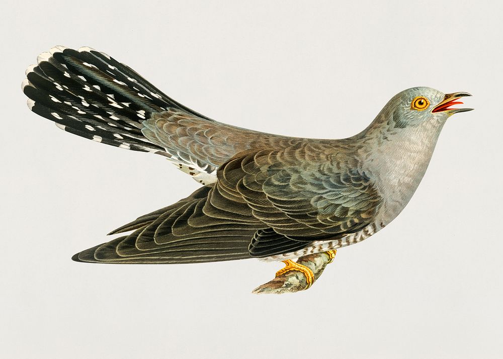 Common cuckoo-male (Cuculus canorus) illustrated by the von Wright brothers. Digitally enhanced from our own 1929 folio…