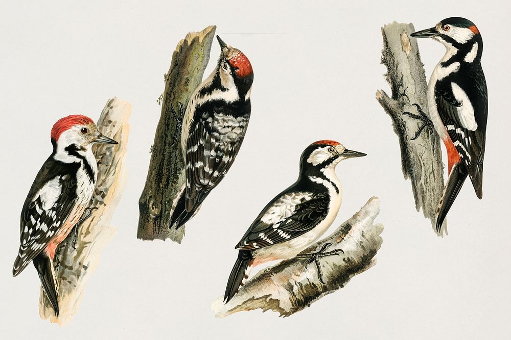 Vintage birds and woodpeckers psd hand drawn set