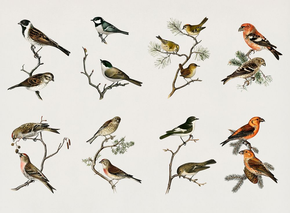 Vintage sparrows bird psd hand drawn set