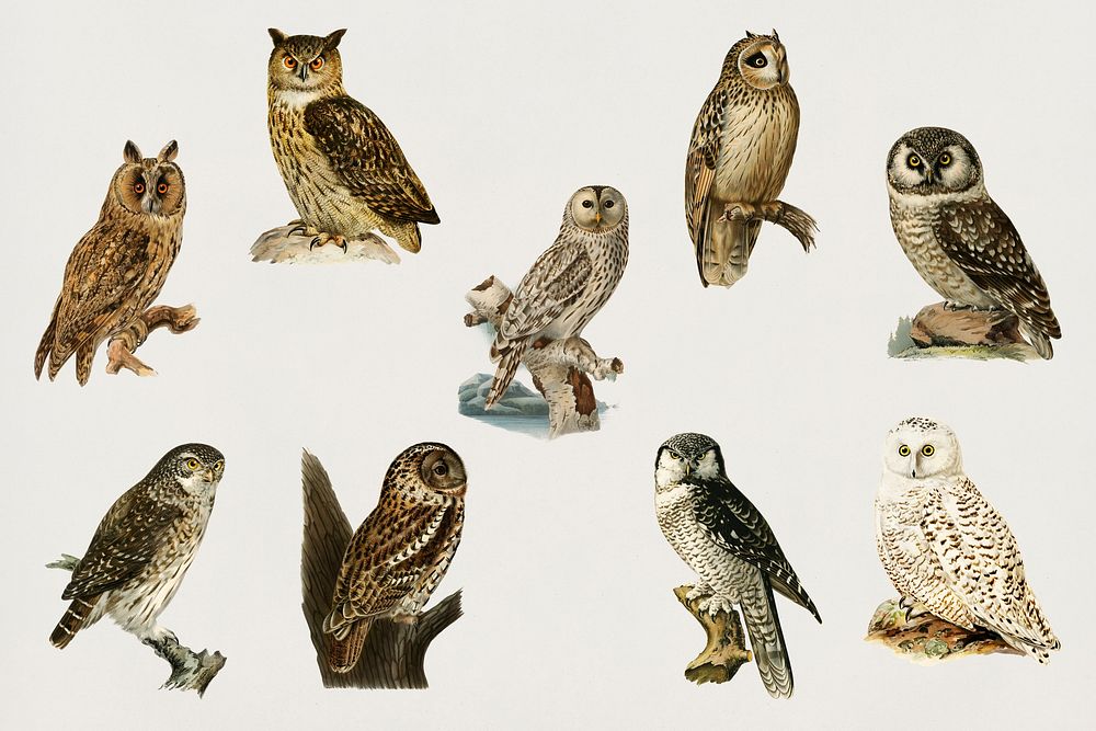 Vintage birds and owls psd hand drawn set