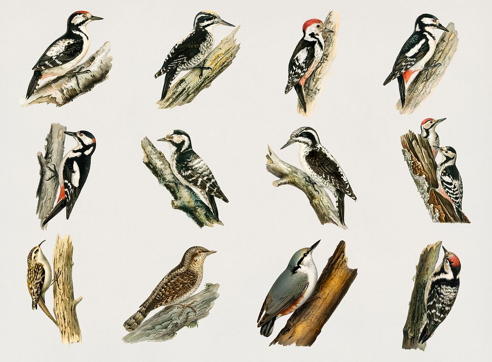 Vintage mixed woodpecker hand drawn bird collection