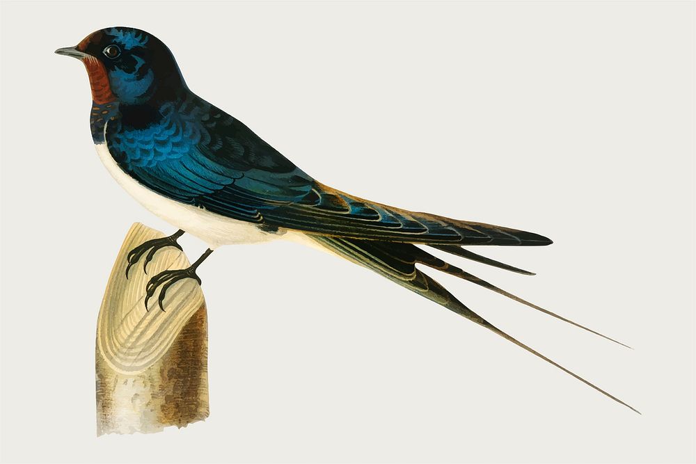 Swallow bird vector vintage drawing
