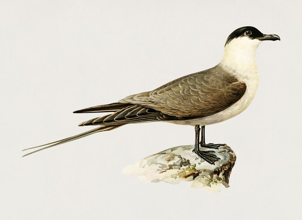 Long-tailed jaeger (Stercorarius longicaudus) illustrated by the von Wright brothers. Digitally enhanced from our own 1929…