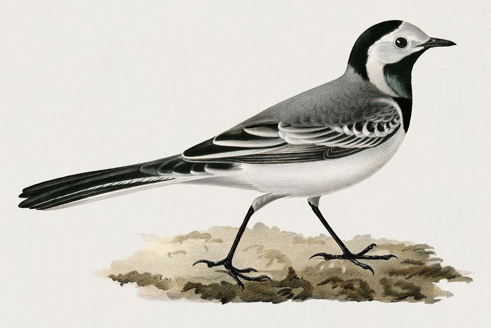 Pied Wagtai Male ♂ (MOTACILLA ALBA) illustrated by the von Wright brothers. Digitally enhanced from our own 1929 folio…