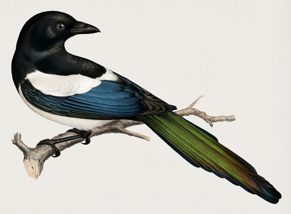 Eurasian magpie (PICA PICA) illustrated by the von Wright brothers. Digitally enhanced from our own 1929 folio version of…