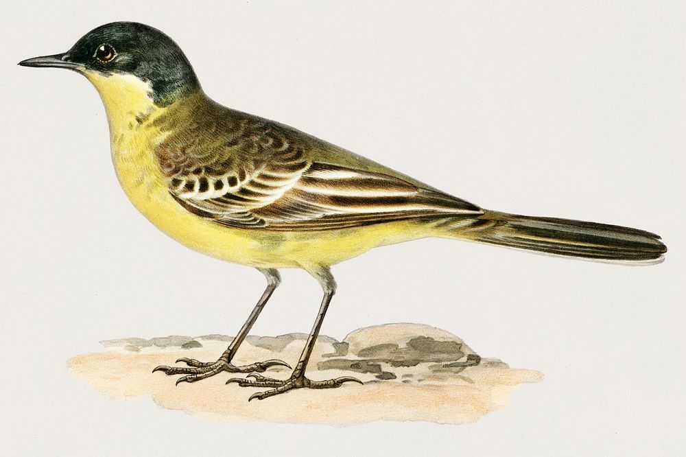 Grey-headed Wagtail (MOTACILLA (BUDYTES) FLAVA THUNBERGI) illustrated by the von Wright brothers. Digitally enhanced from…
