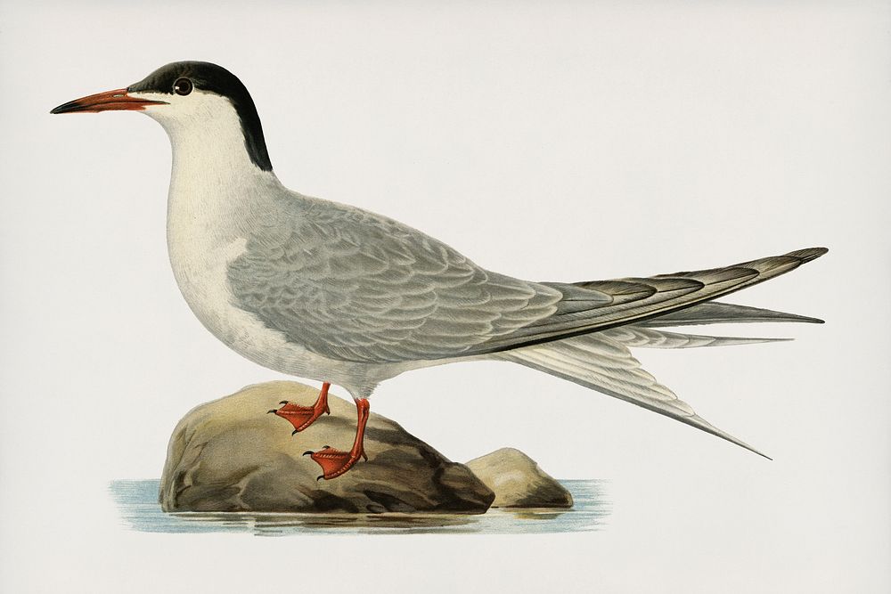 Common tern (STERNA HIRUNDO) illustrated by the von Wright brothers. Digitally enhanced from our own 1929 folio version of…