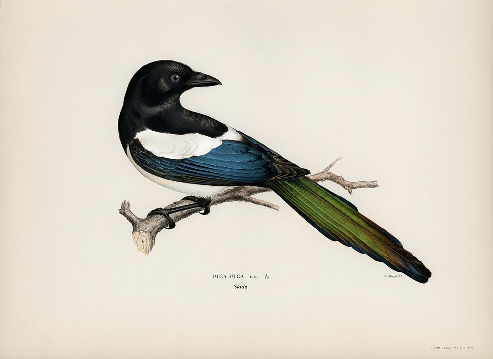 Eurasian magpie (PICA PICA) illustrated by the von Wright brothers. Digitally enhanced from our own 1929 folio version of…
