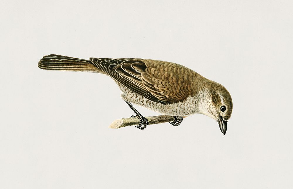 Red-backed Shrike female (Lanius collurio) illustrated by the von Wright brothers. Digitally enhanced from our own 1929…