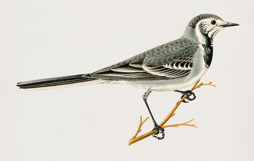 Pied Wagtail (Motacilla alba) illustrated by the von Wright brothers. Digitally enhanced from our own 1929 folio version of…