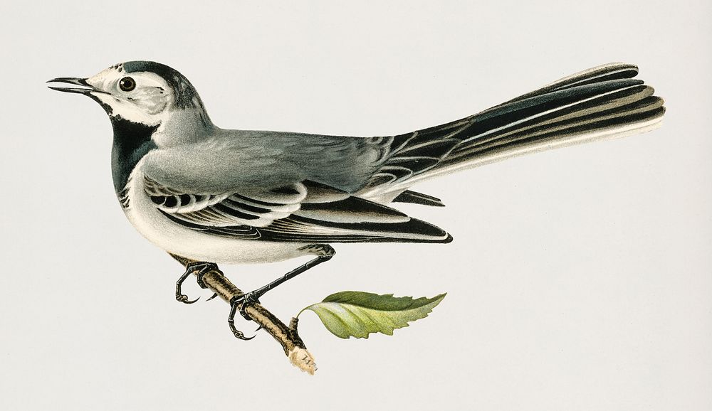 Pied wagtail female (Motacilla alba) illustrated by the von Wright brothers. Digitally enhanced from our own 1929 folio…