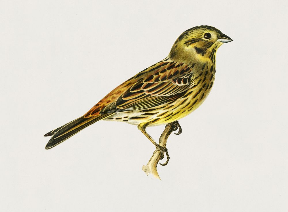 Yellowhammer female (Emberiza citrinella) illustrated by the von Wright brothers. Digitally enhanced from our own 1929 folio…
