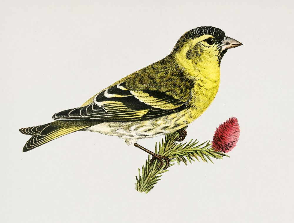 Siskin 1♂ (Spinus spinus) illustrated by the von Wright brothers. Digitally enhanced from our own 1929 folio version of…