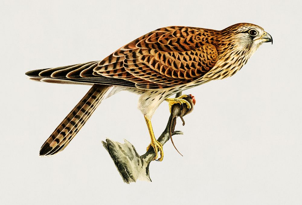 Common Kestrel female (Falco tinnunculus) illustrated by the von Wright brothers. Digitally enhanced from our own 1929 folio…
