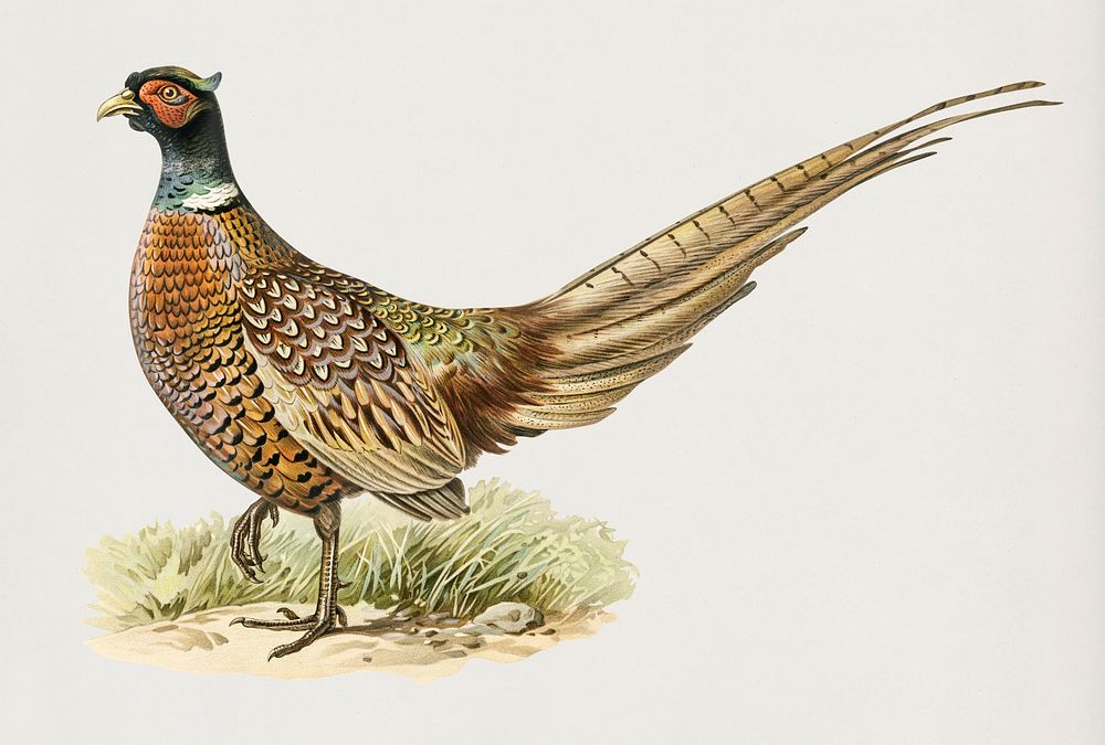 Ring-necked Pheasant (Phasianus colchicus torquatus) illustrated by the von Wright brothers. Digitally enhanced from our own…