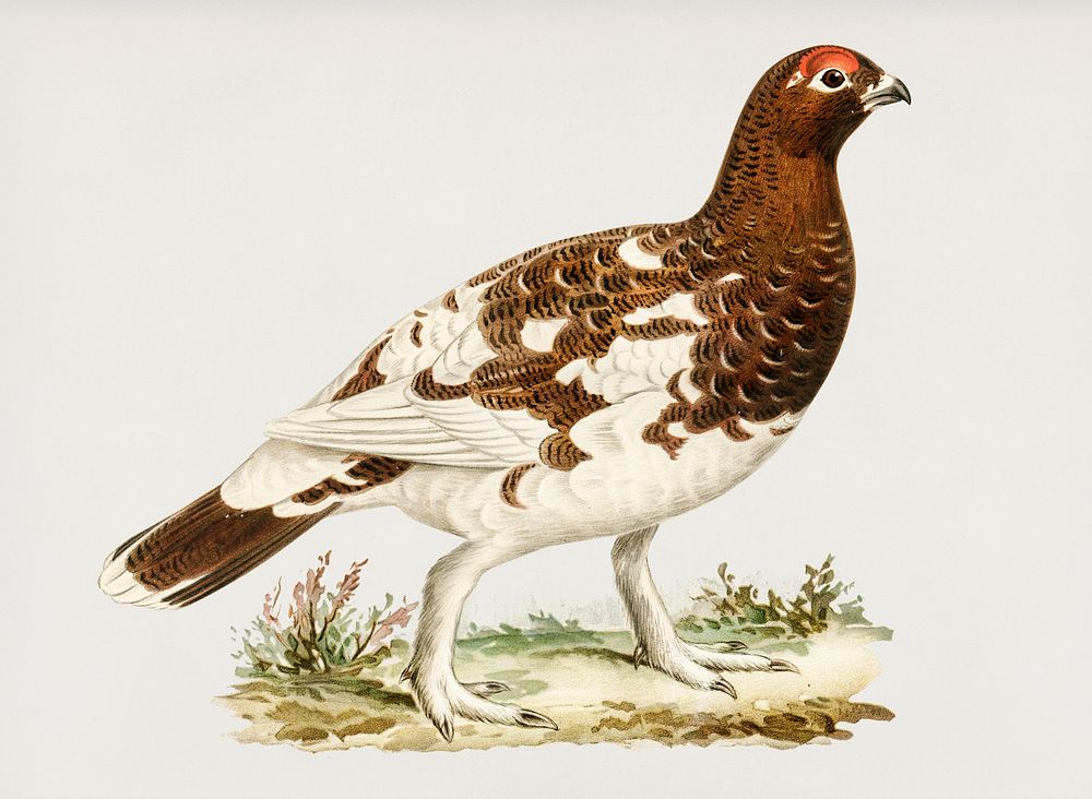 Willow ptarmigan illustrated by the von Wright brothers. Digitally enhanced from our own 1929 folio version of Svenska…