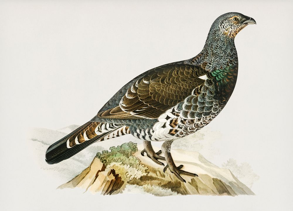 Western capercaillie (Tetrao urogallus() illustrated by the von Wright brothers. Digitally enhanced from our own 1929 folio…
