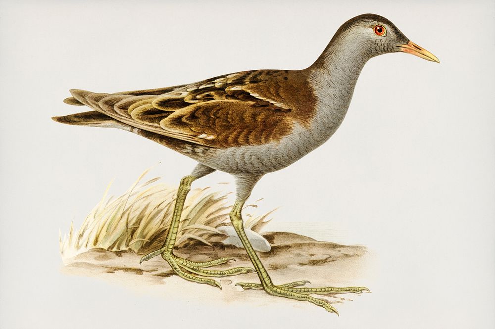 Little crake (porzana parva) illustrated by the von Wright brothers. Digitally enhanced from our own 1929 folio version of…