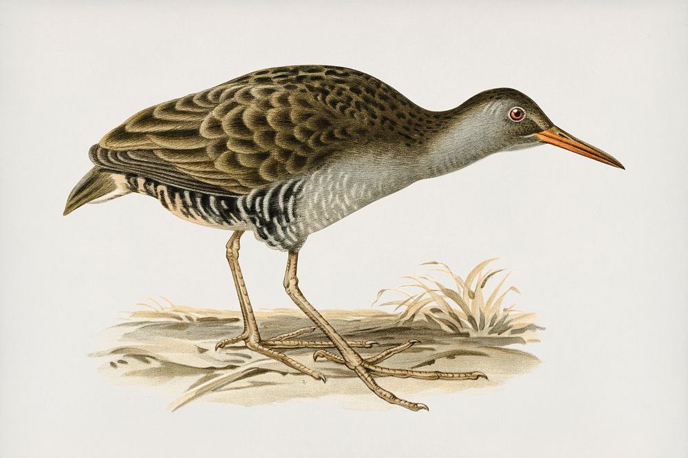 Water rail (Rallus aquaticus) illustrated by the von Wright brothers. Digitally enhanced from our own 1929 folio version of…