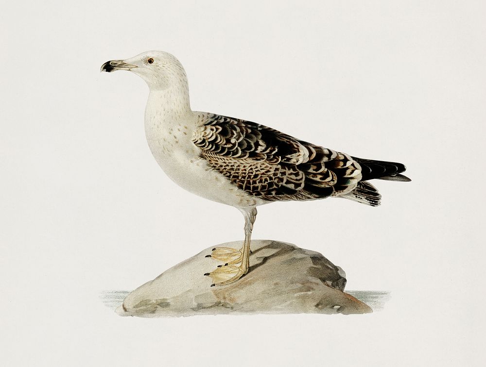 Great black-backed gull (LARUS MARINUS) illustrated by the von Wright brothers. Digitally enhanced from our own 1929 folio…