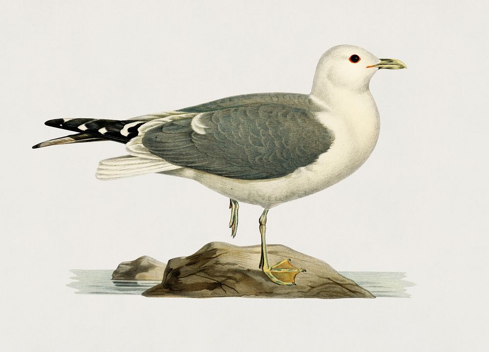 Common gull (larus canu) illustrated by the von Wright brothers. Digitally enhanced from our own 1929 folio version of…