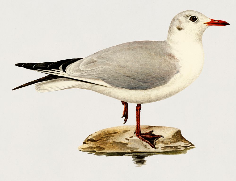 Black-headed gull (Larus Ridibundus) illustrated by the von Wright brothers. Digitally enhanced from our own 1929 folio…