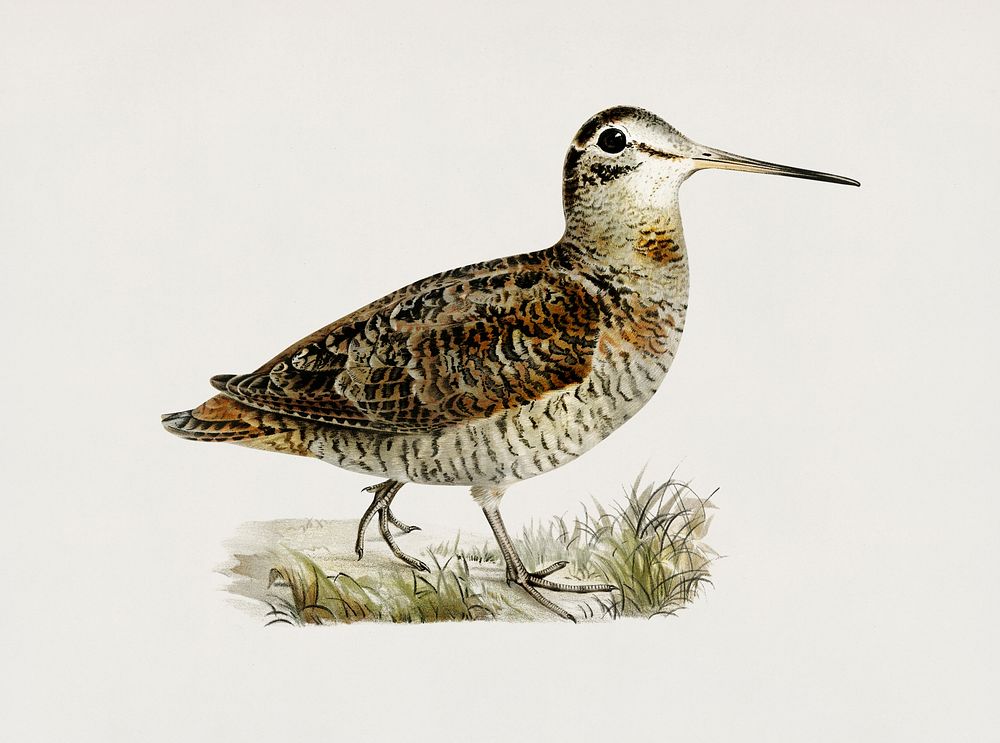Eurasian woodcock (Scolopax rusticola) illustrated by the von Wright brothers. Digitally enhanced from our own 1929 folio…