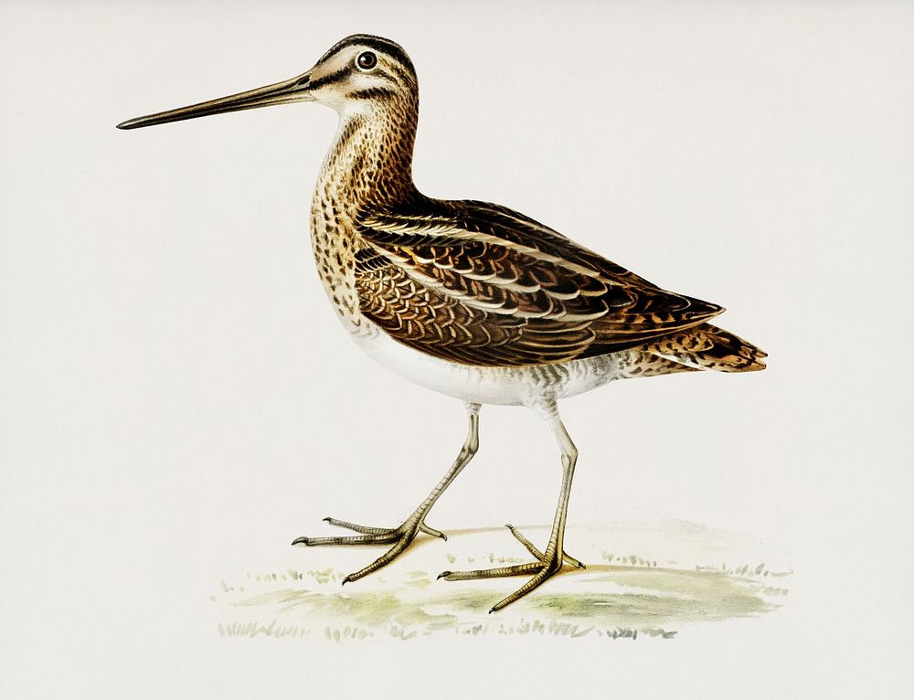 Common snipe (capella gallinago) illustrated by the von Wright brothers. Digitally enhanced from our own 1929 folio version…