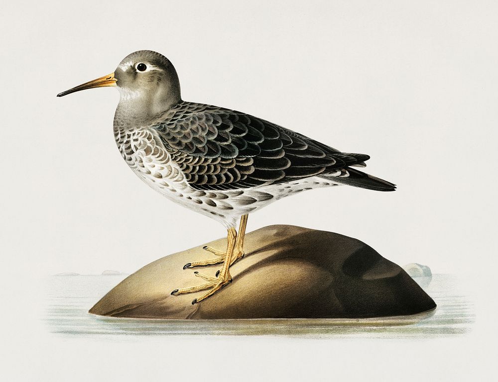 Purple Sandpiper (tringa maritima) illustrated by the von Wright brothers. Digitally enhanced from our own 1929 folio…