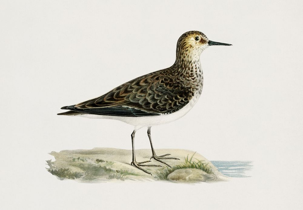 Temminck's Stint (Tringa temminckii) illustrated by the von Wright brothers. Digitally enhanced from our own 1929 folio…