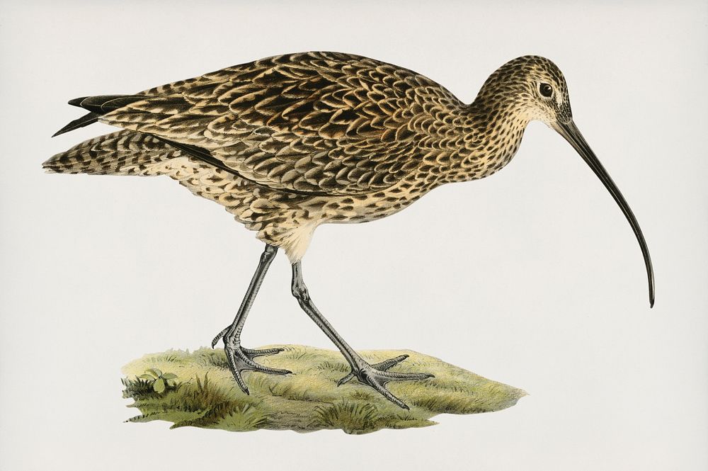 Eurasian curlew (Numenius arquatusf) illustrated by the von Wright brothers. Digitally enhanced from our own 1929 folio…