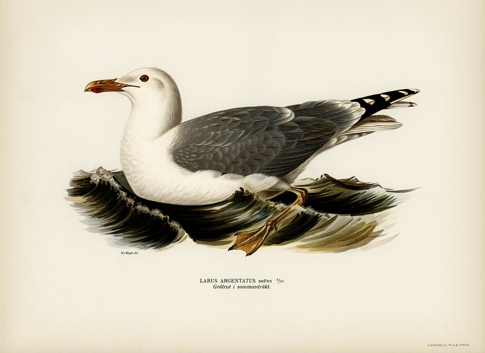 European herring gull (Larus Argentatus) illustrated by the von Wright brothers. Digitally enhanced from our own 1929 folio…