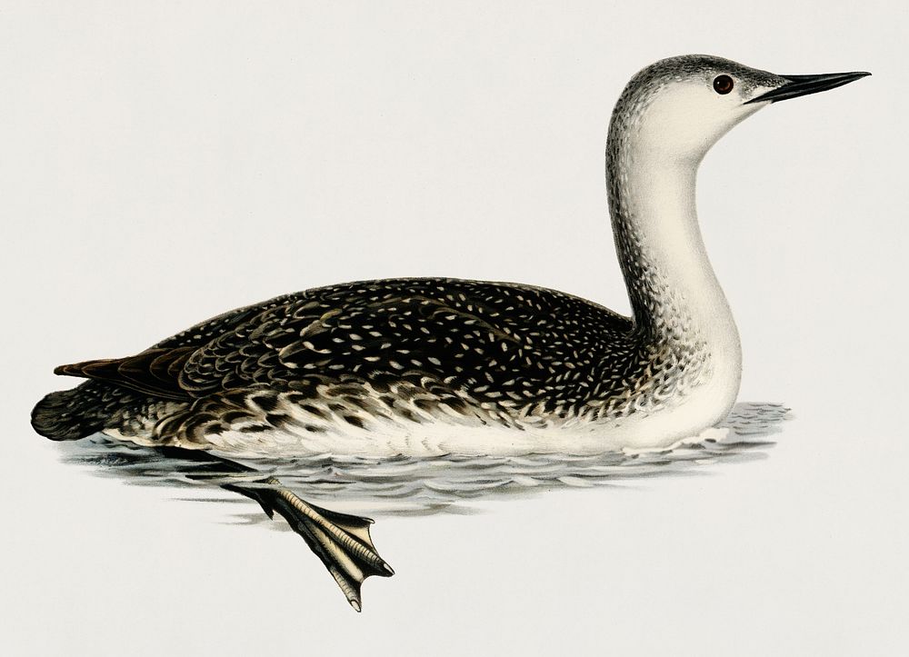 Red-thoated loon (COLYMBUS STELLATUS) illustrated by the von Wright brothers. Digitally enhanced from our own 1929 folio…