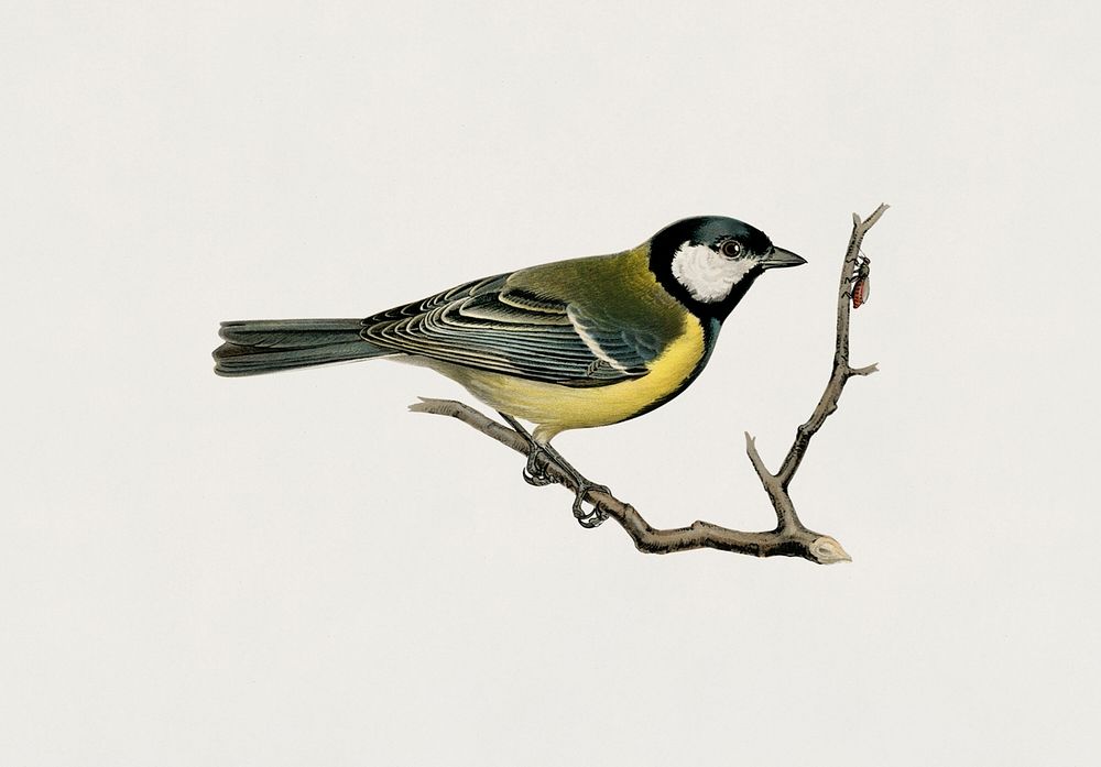 Talgoxe (PARUS MAJOR LIN.) illustrated by the von Wright brothers. Digitally enhanced from our own 1929 folio version of…
