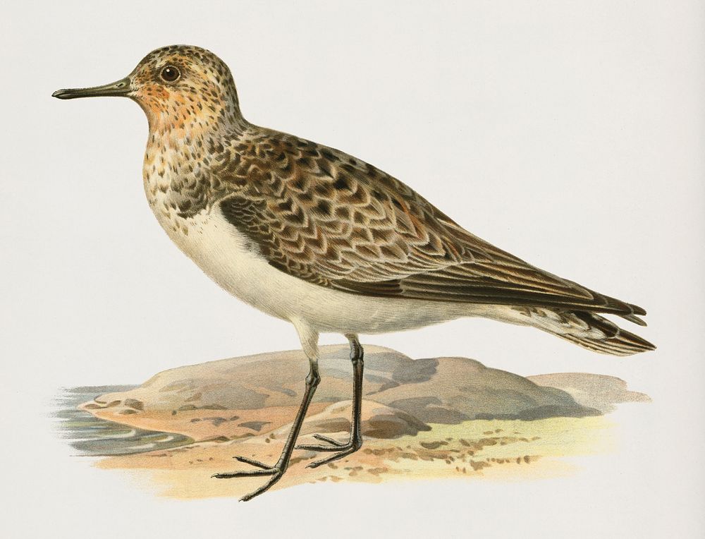 Sanderling (Crocethia alba) illustrated by the von Wright brothers. Digitally enhanced from our own 1929 folio version of…