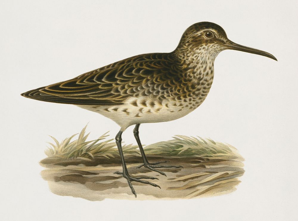 Broad-billed sandpiper (Limicola falcinellus) illustrated by the von Wright brothers. Digitally enhanced from our own 1929…