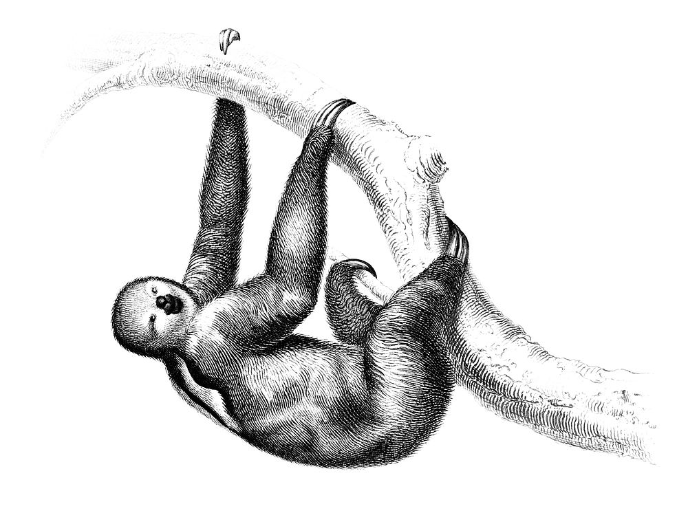 Vintage illustrations of Three-toed Sloth