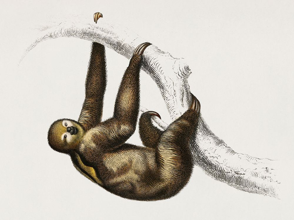 Three-toed Sloth (Bradypus ustus) illustrated by Charles Dessalines D' Orbigny (1806-1876). Digitally enhanced from our own…