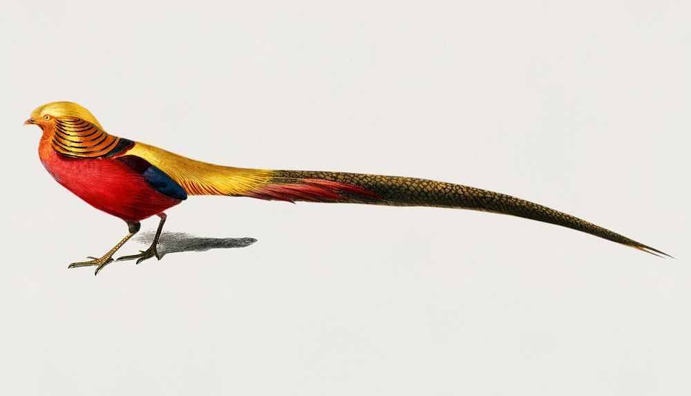 Male golden pheasant (Phasianus pictus) illustrated by Charles Dessalines D' Orbigny (1806-1876). Digitally enhanced from…