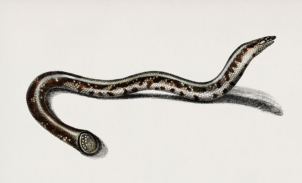 Blind snakes (Typhlops lumbricalis) illustrated by Charles Dessalines D' Orbigny (1806-1876). Digitally enhanced from our…