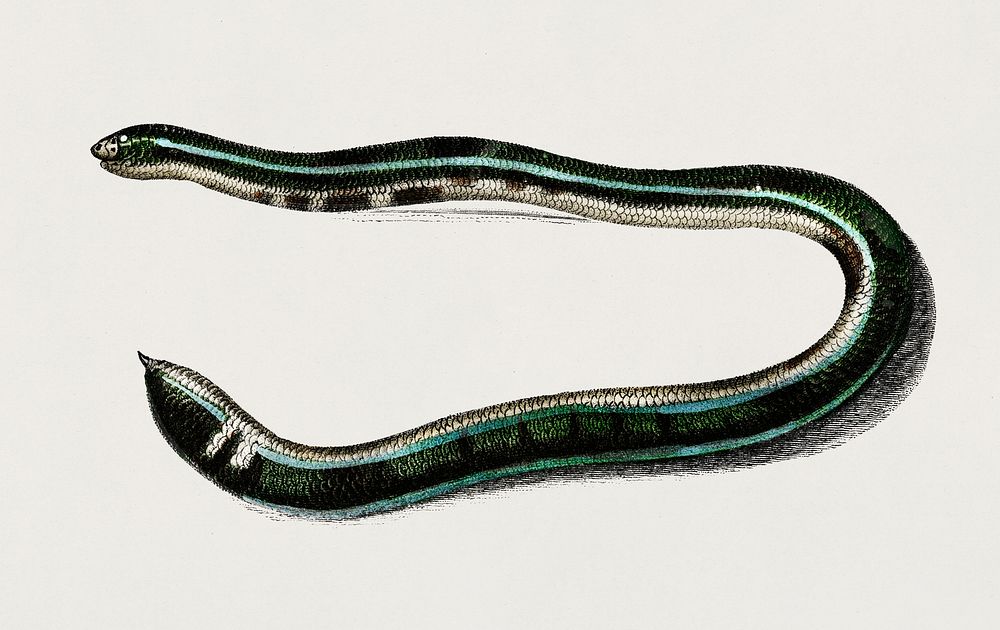 Shield tail snakes (Vropeltis Philippinus) illustrated by Charles Dessalines D' Orbigny (1806-1876). Digitally enhanced from…