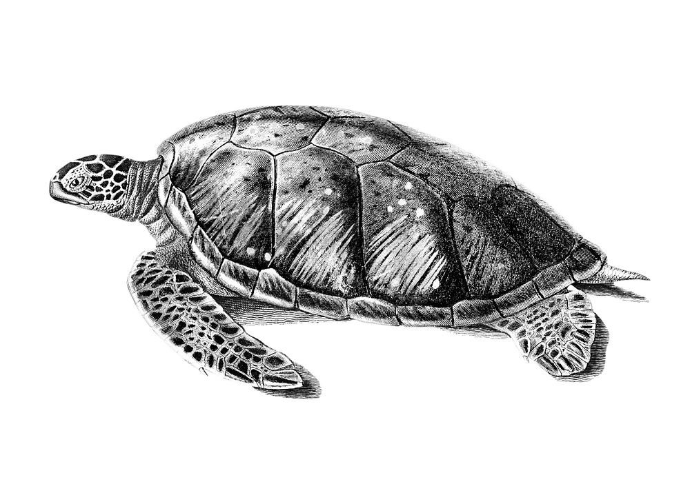 Vintage illustrations of Green Sea Turtle