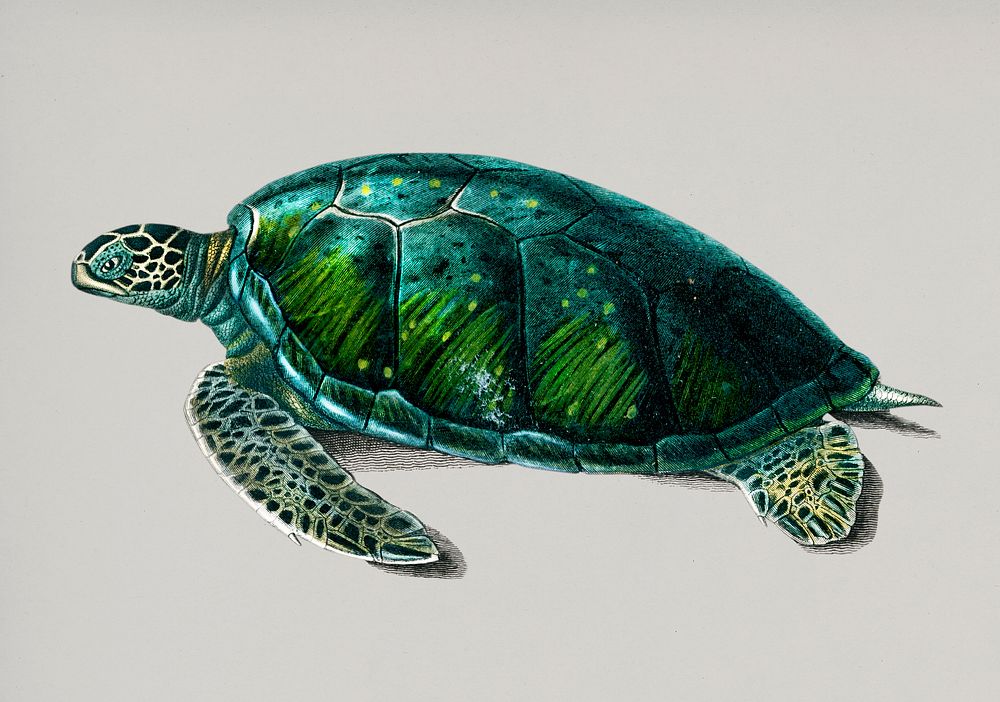 Vintage Illustration of Green Sea Turtle.