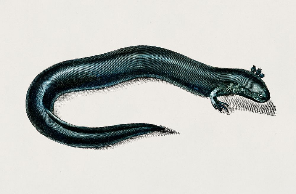 Greater siren (Siren lacertina) illustrated by Charles Dessalines D' Orbigny (1806-1876). Digitally enhanced from our own…