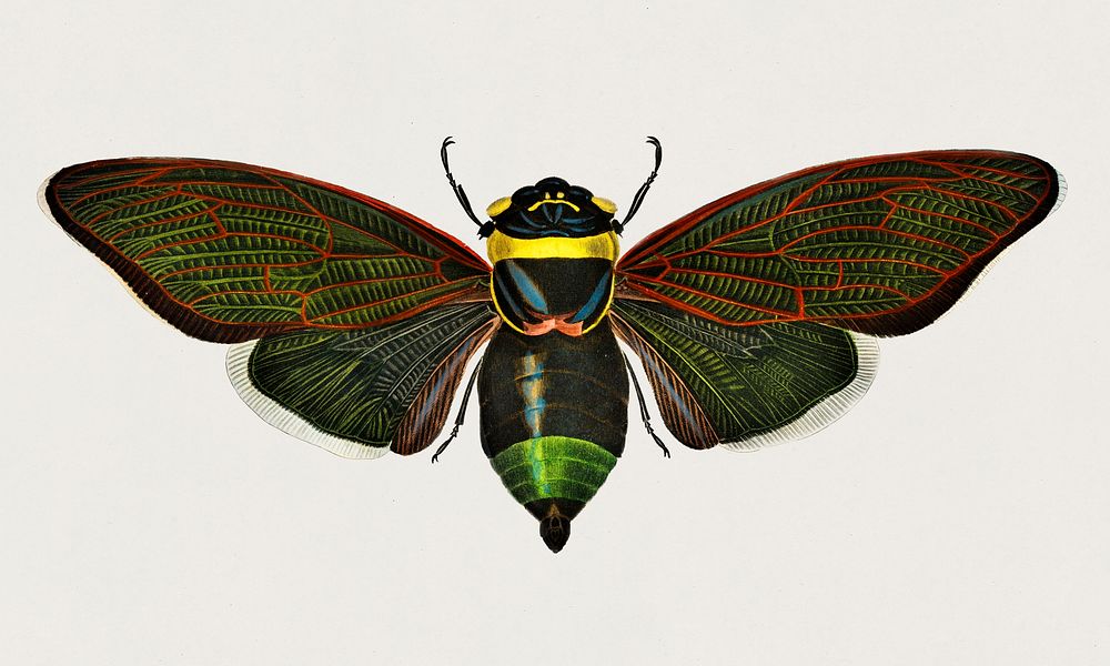 Gian cicada (Cicada speciosa) illustrated by Charles Dessalines D' Orbigny (1806-1876). Digitally enhanced from our own 1892…